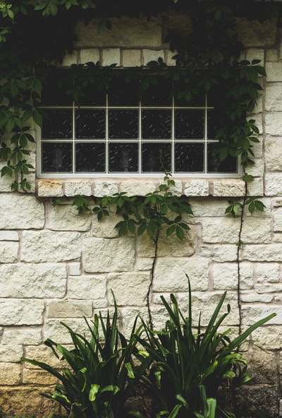 高草植物和藤蔓在窗口
